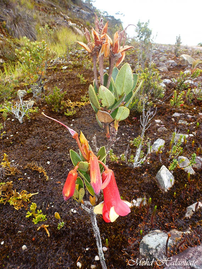 Rhododendron versteegii photo 2