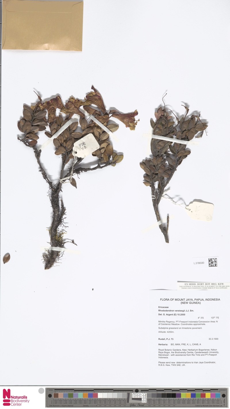 Rhododendron versteegii photo 3