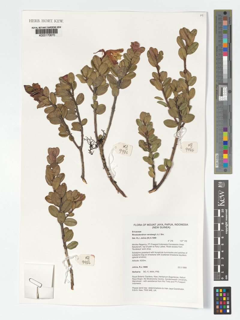 Rhododendron versteegii photo 6