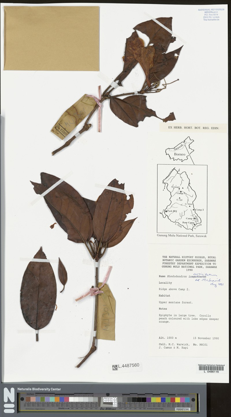 Rhododendron verticillatum