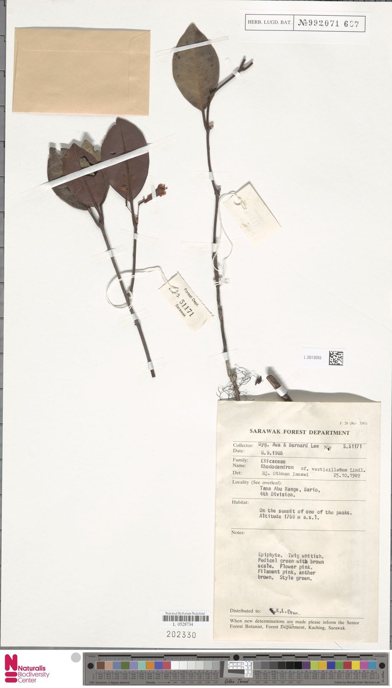 Rhododendron verticillatum photo 2