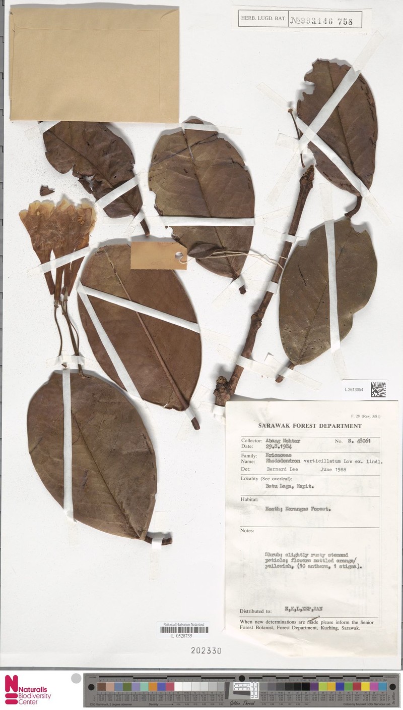 Rhododendron verticillatum photo 3