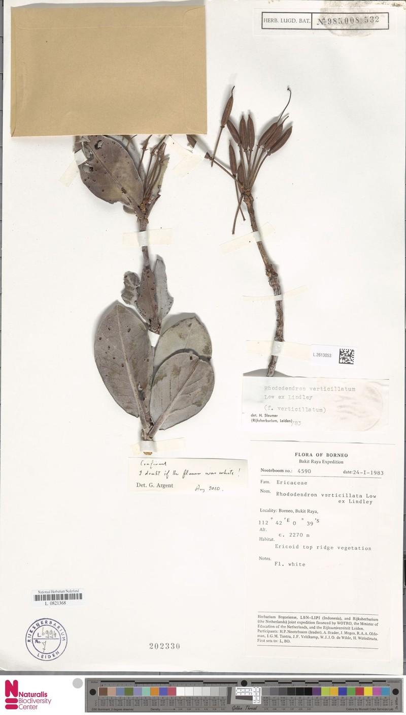 Rhododendron verticillatum photo 4