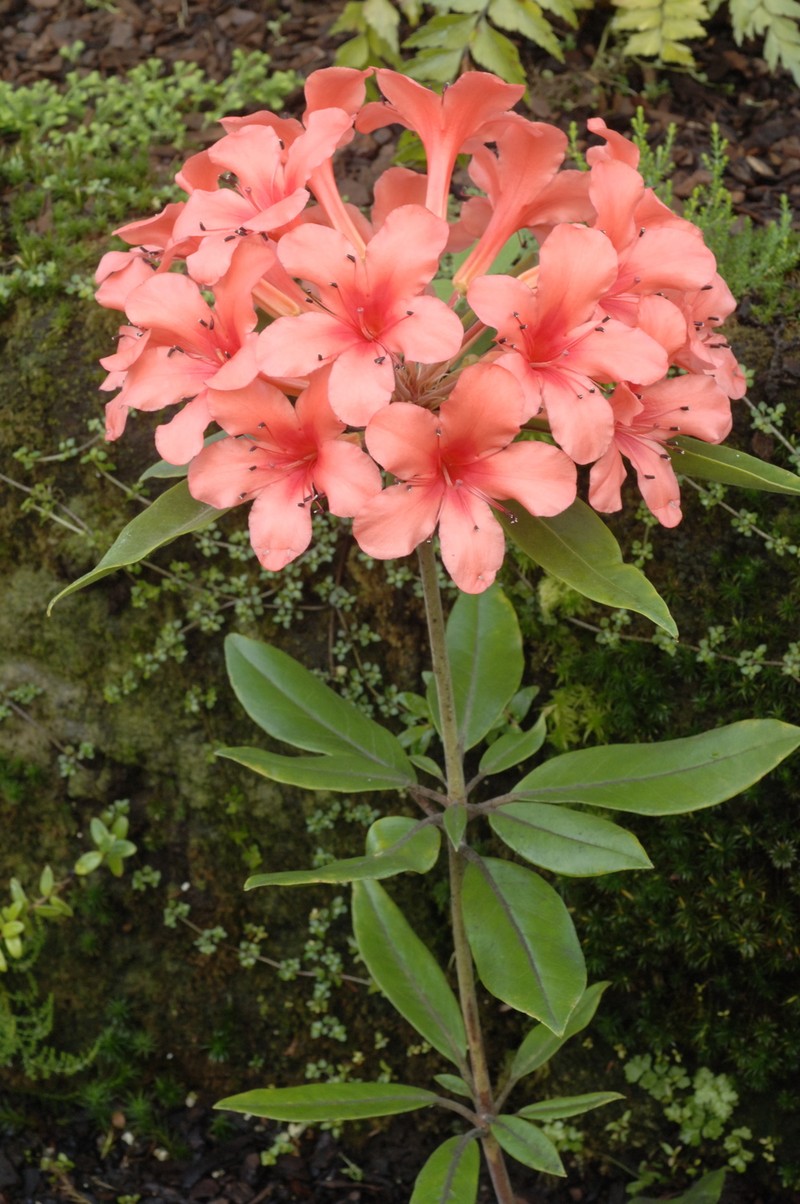 Rhododendron verticillatum photo 5