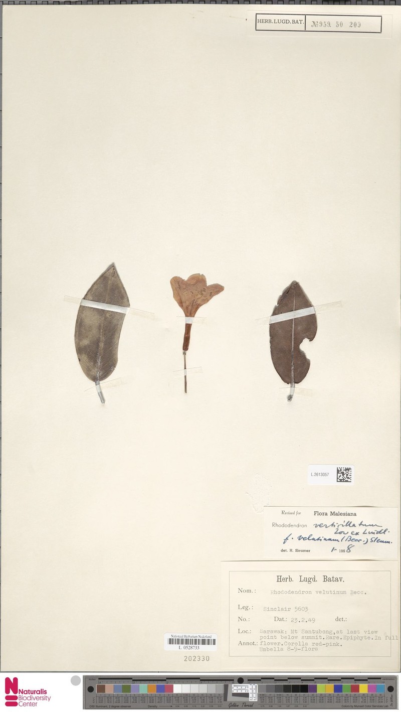 Rhododendron verticillatum subsp. verticillatum