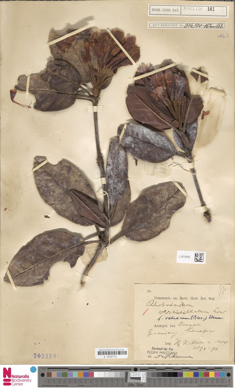 Rhododendron verticillatum subsp. verticillatum photo 2
