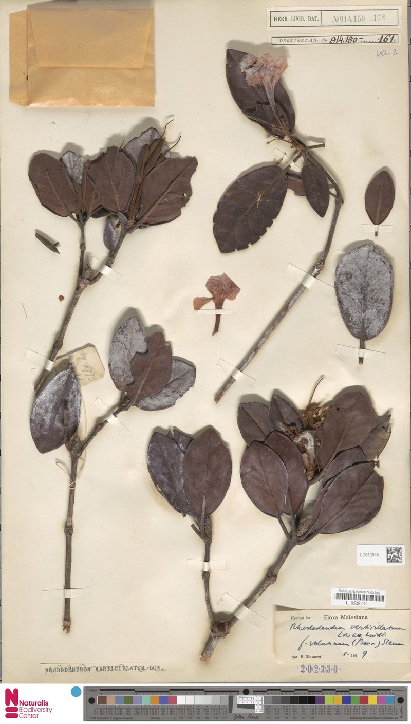 Rhododendron verticillatum subsp. verticillatum photo 3