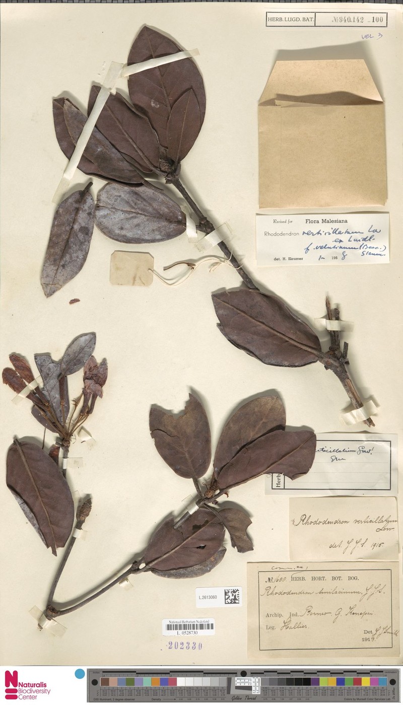 Rhododendron verticillatum subsp. verticillatum photo 4