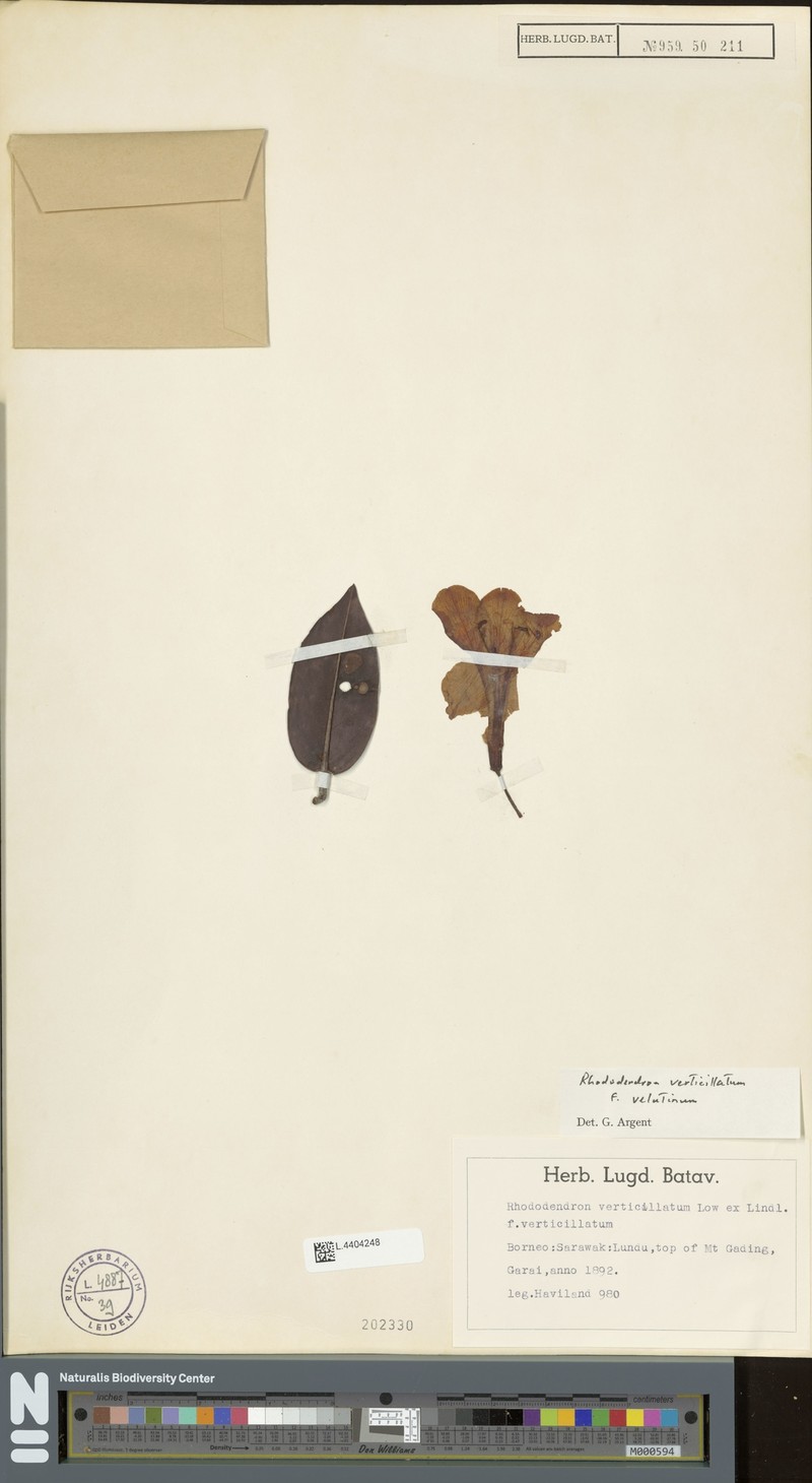 Rhododendron verticillatum subsp. verticillatum photo 5