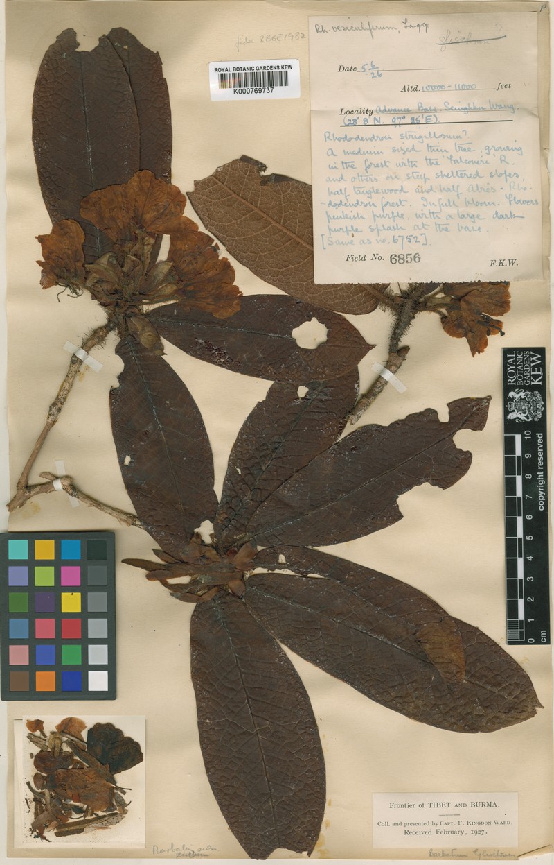 Rhododendron vesiculiferum