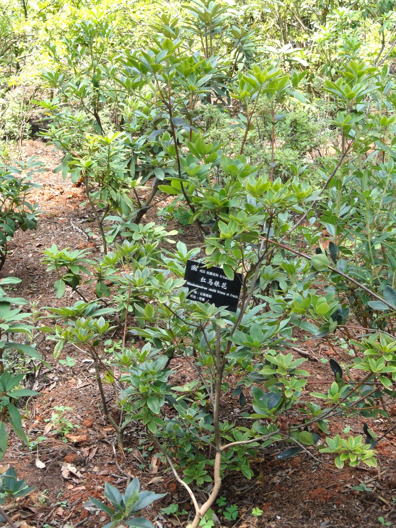Rhododendron vialii