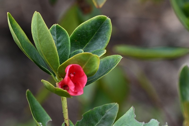 Rhododendron vialii photo 3