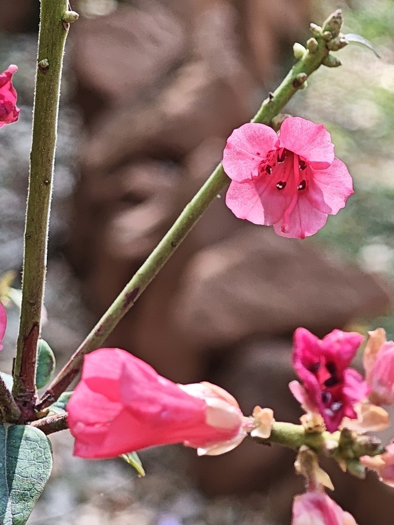 Rhododendron vialii photo 4