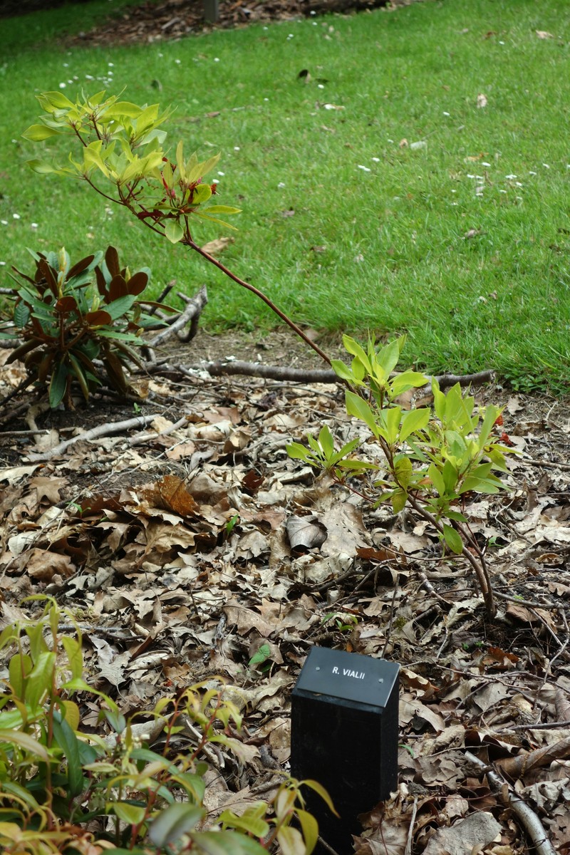 Rhododendron vialii photo 5