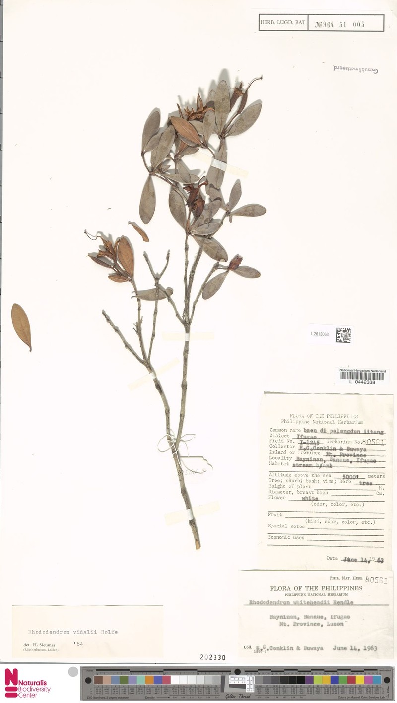Rhododendron vidalii