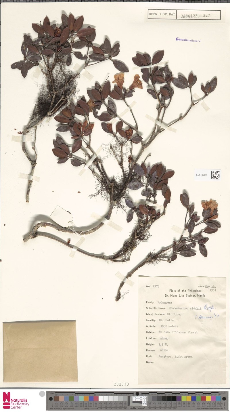 Rhododendron vidalii photo 2