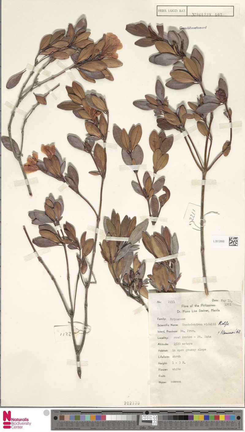 Rhododendron vidalii photo 3