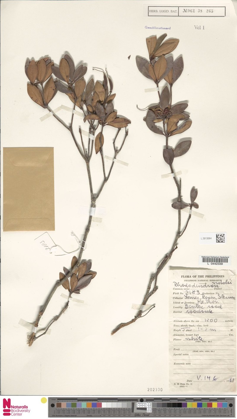 Rhododendron vidalii photo 4