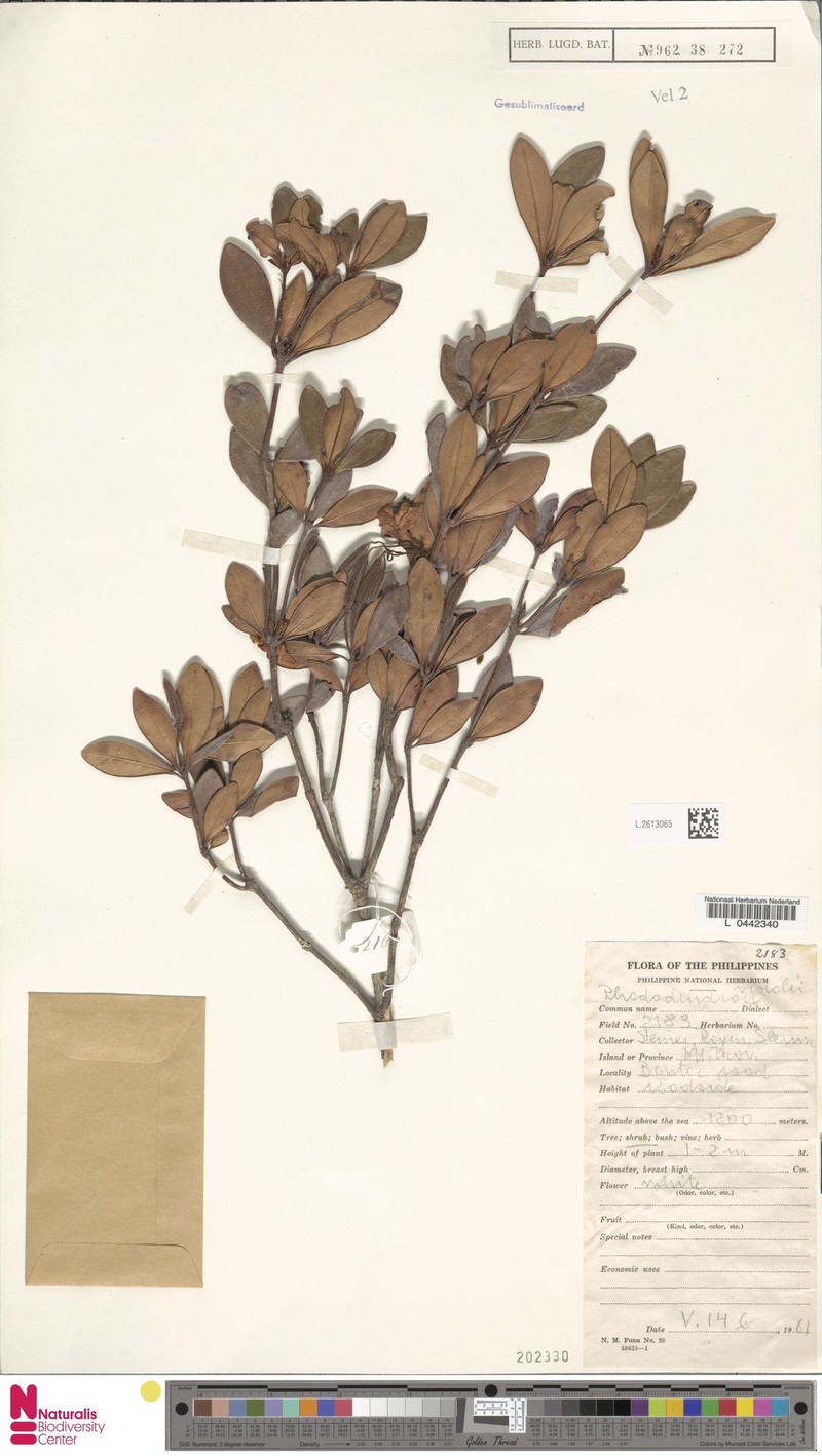 Rhododendron vidalii photo 5