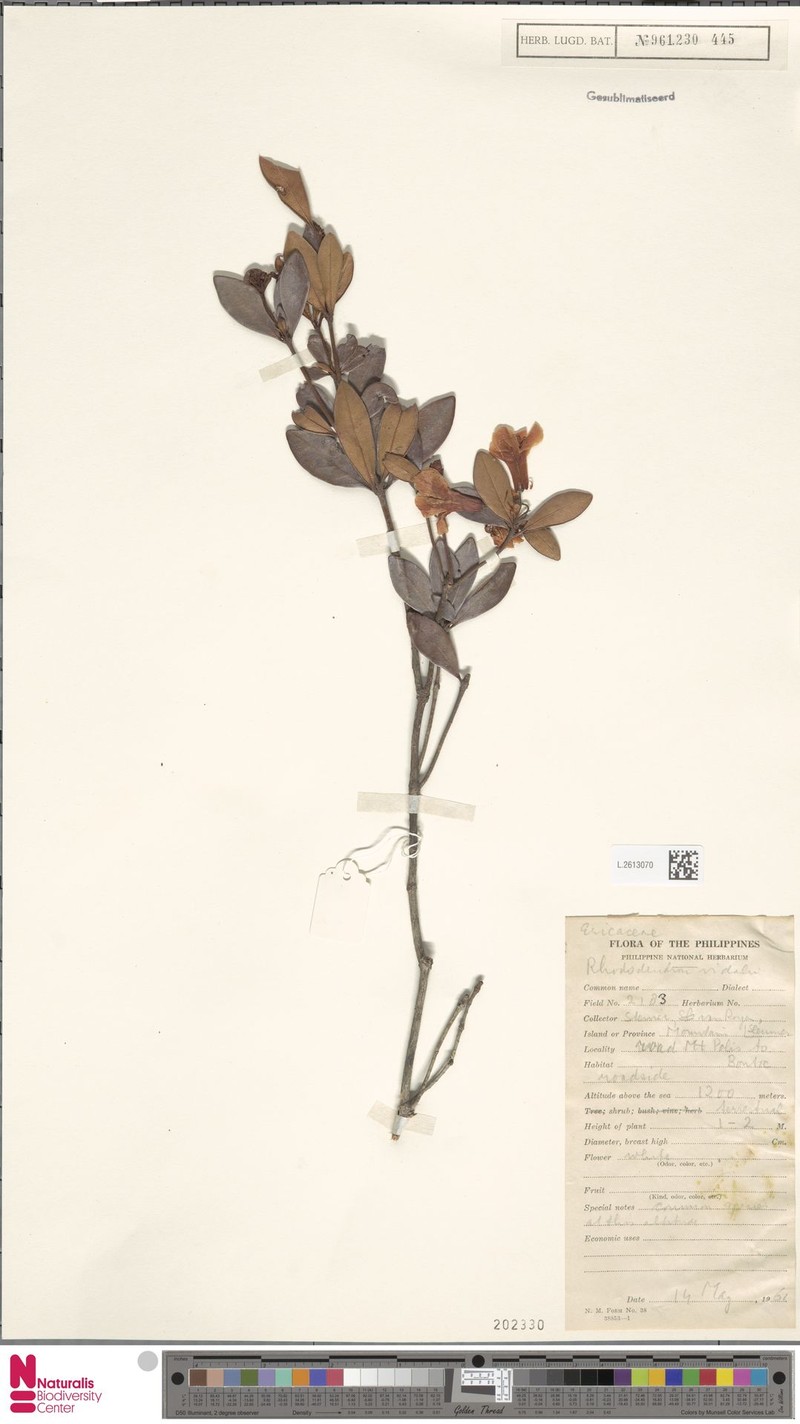 Rhododendron vidalii photo 6