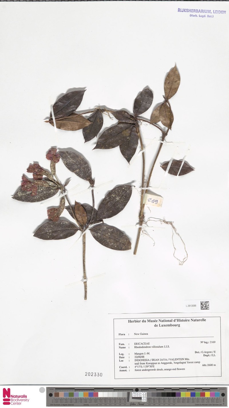 Rhododendron villosulum
