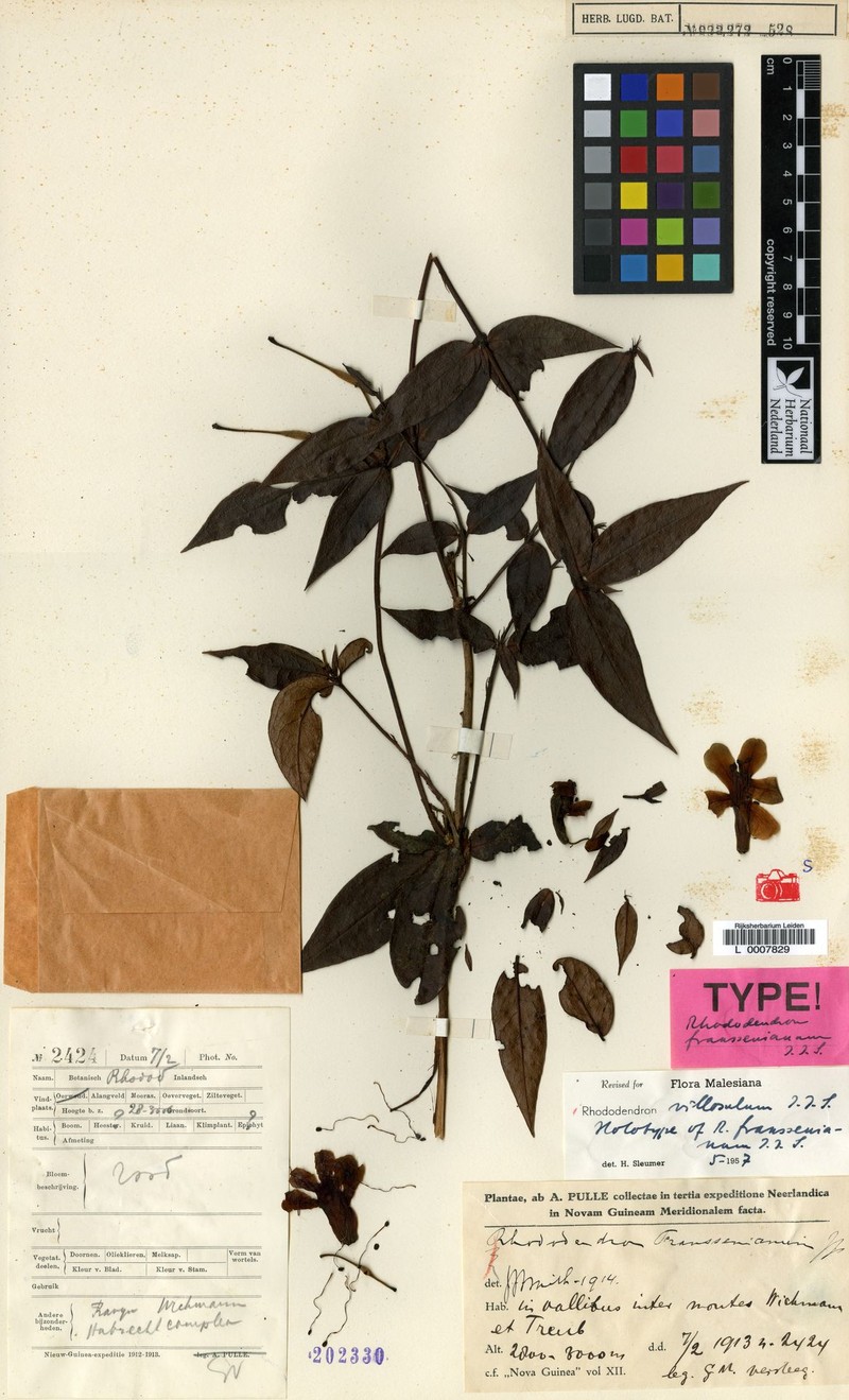 Rhododendron villosulum photo 2