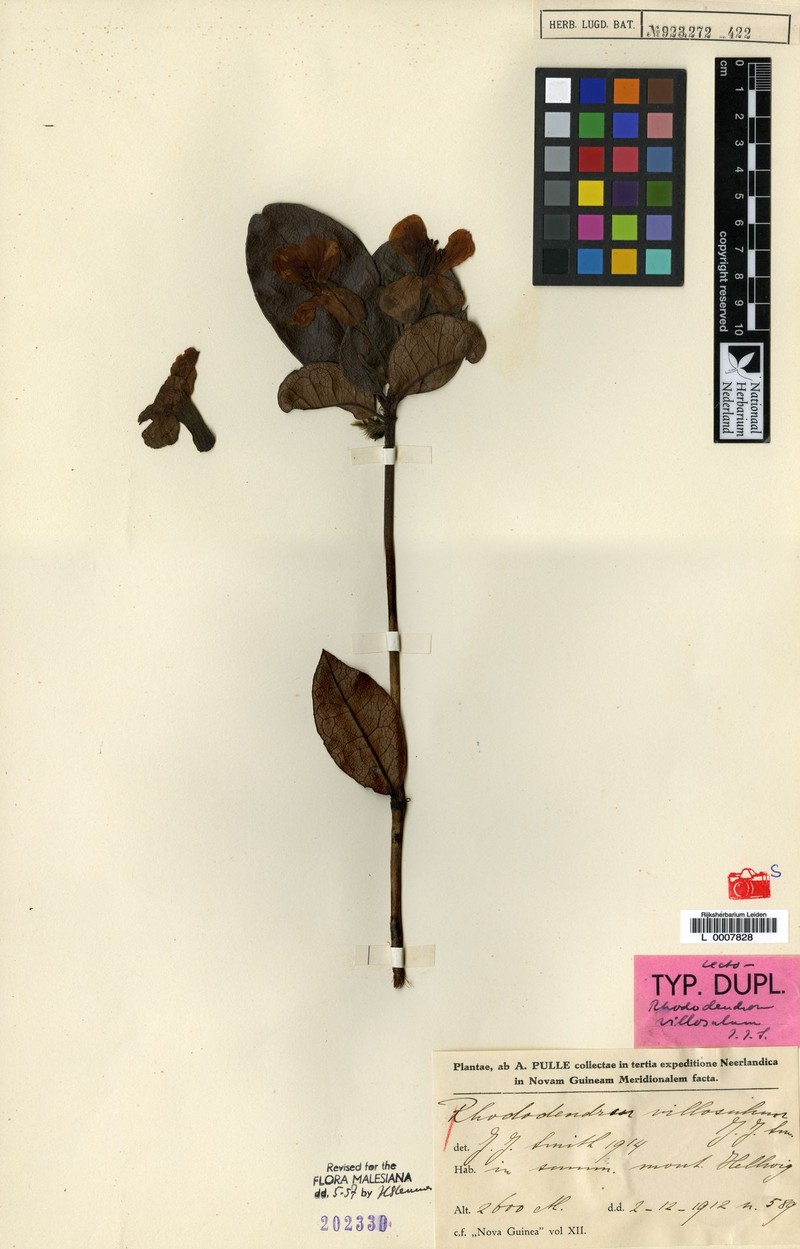 Rhododendron villosulum photo 3
