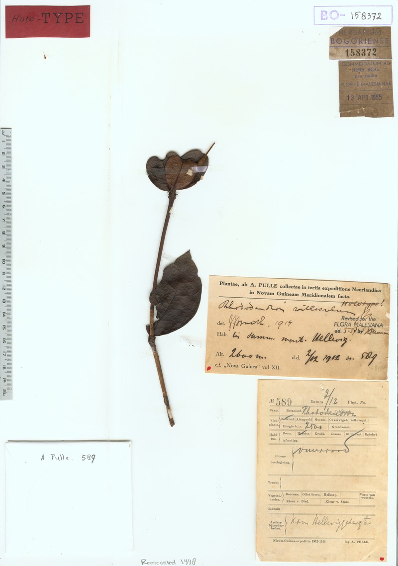 Rhododendron villosulum photo 4
