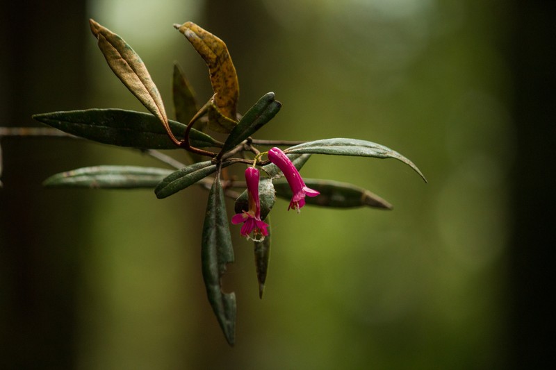 Rhododendron vinicolor photo 2