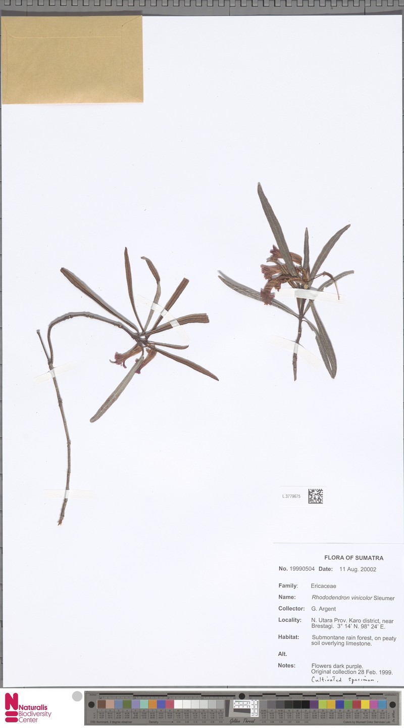 Rhododendron vinicolor photo 4