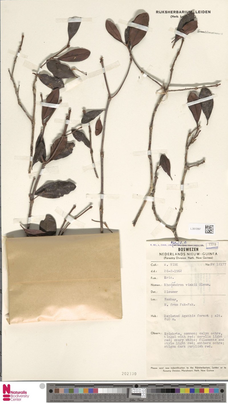 Rhododendron vinkii