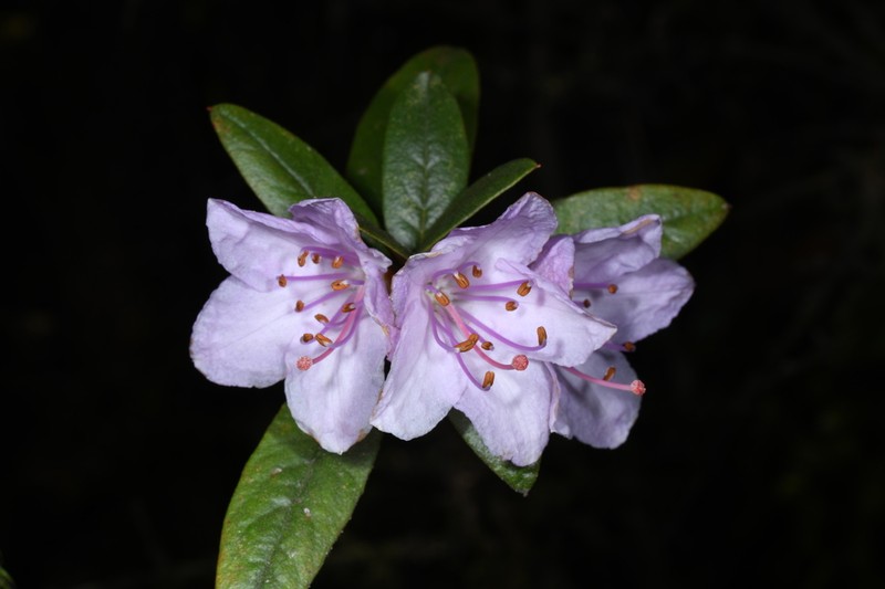 Rhododendron virgatum photo 2