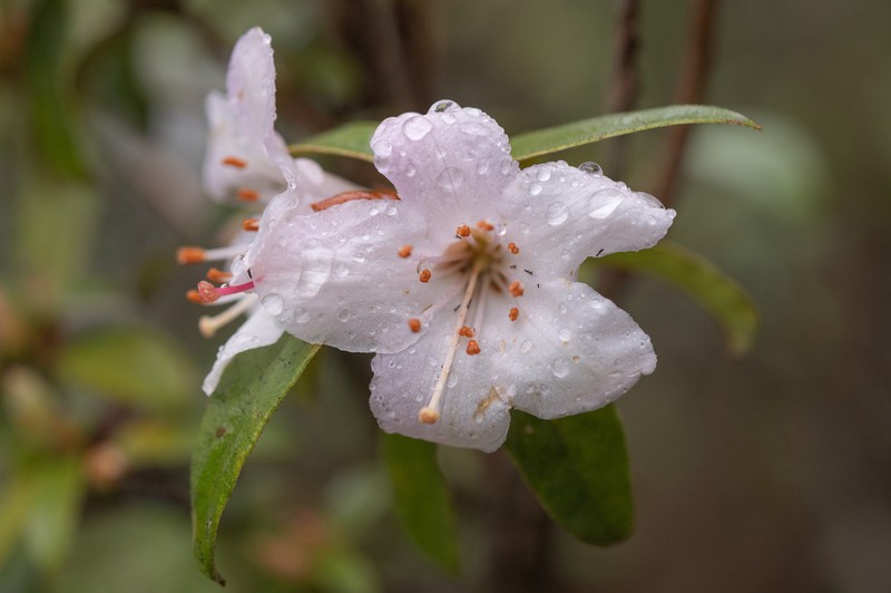 Rhododendron virgatum photo 3