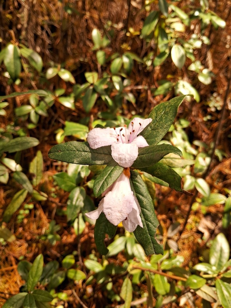 Rhododendron virgatum photo 4