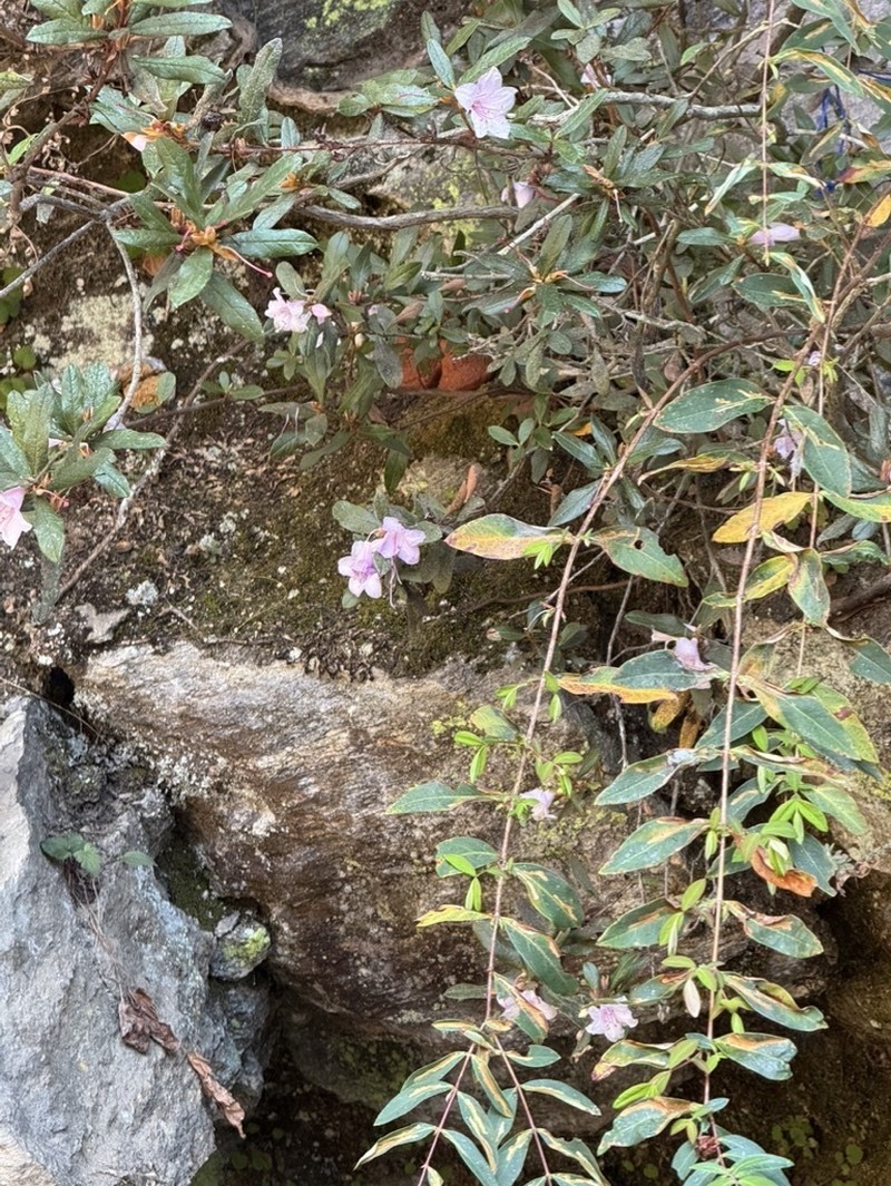 Rhododendron virgatum photo 5