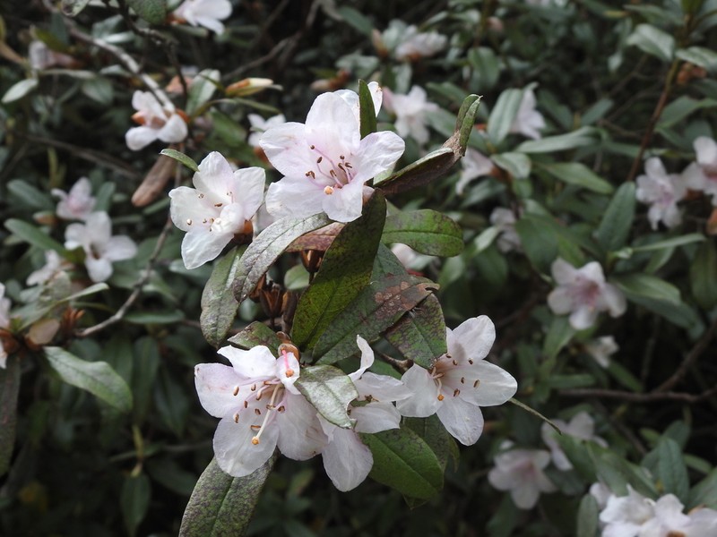 Rhododendron virgatum photo 6