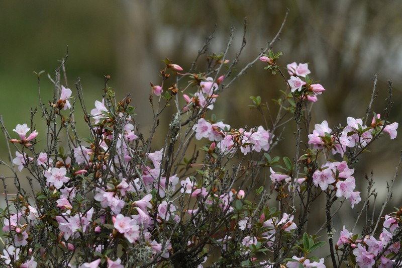Rhododendron virgatum photo 7