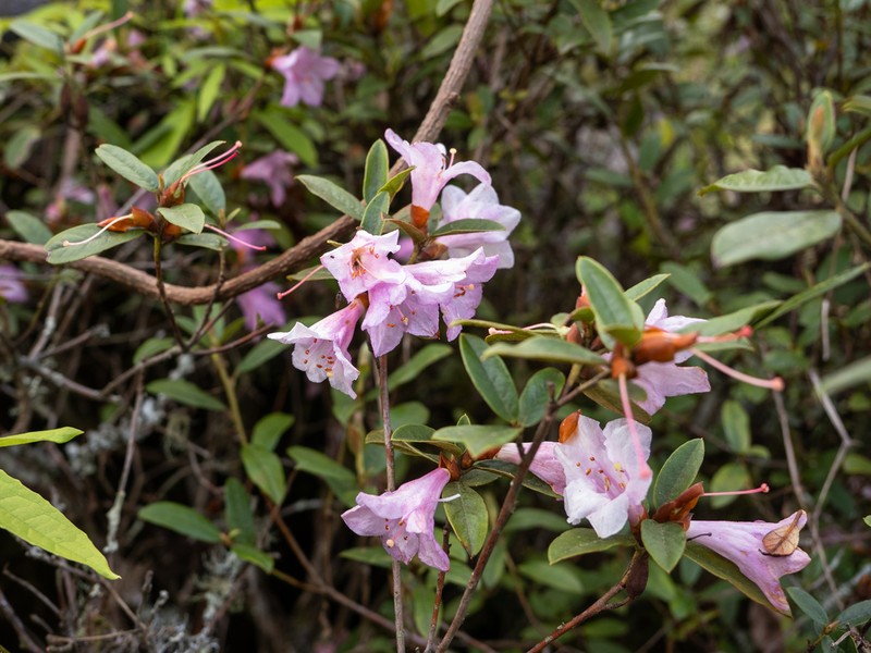 Rhododendron virgatum photo 8