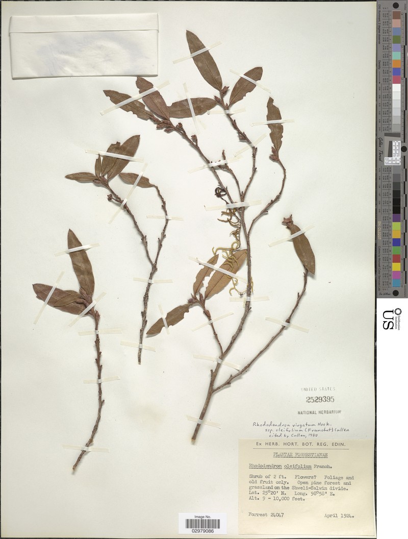 Rhododendron virgatum subsp. oleifolium