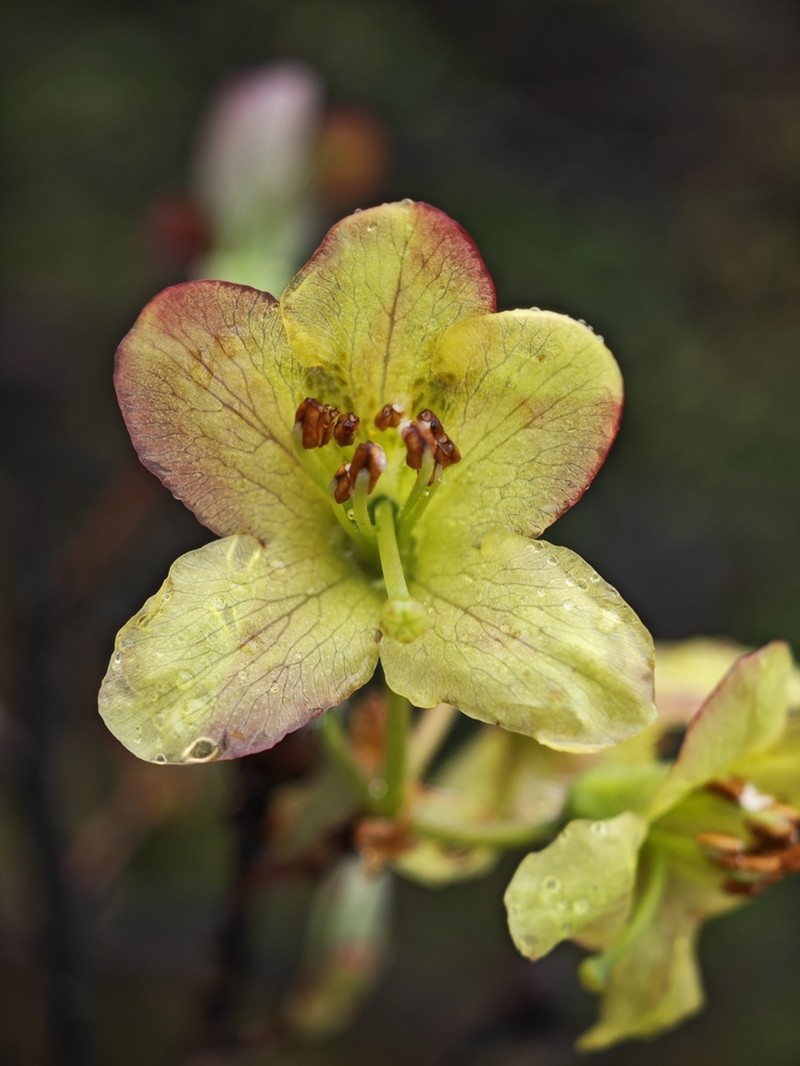 Rhododendron viridescens