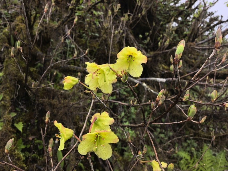 Rhododendron viridescens photo 2