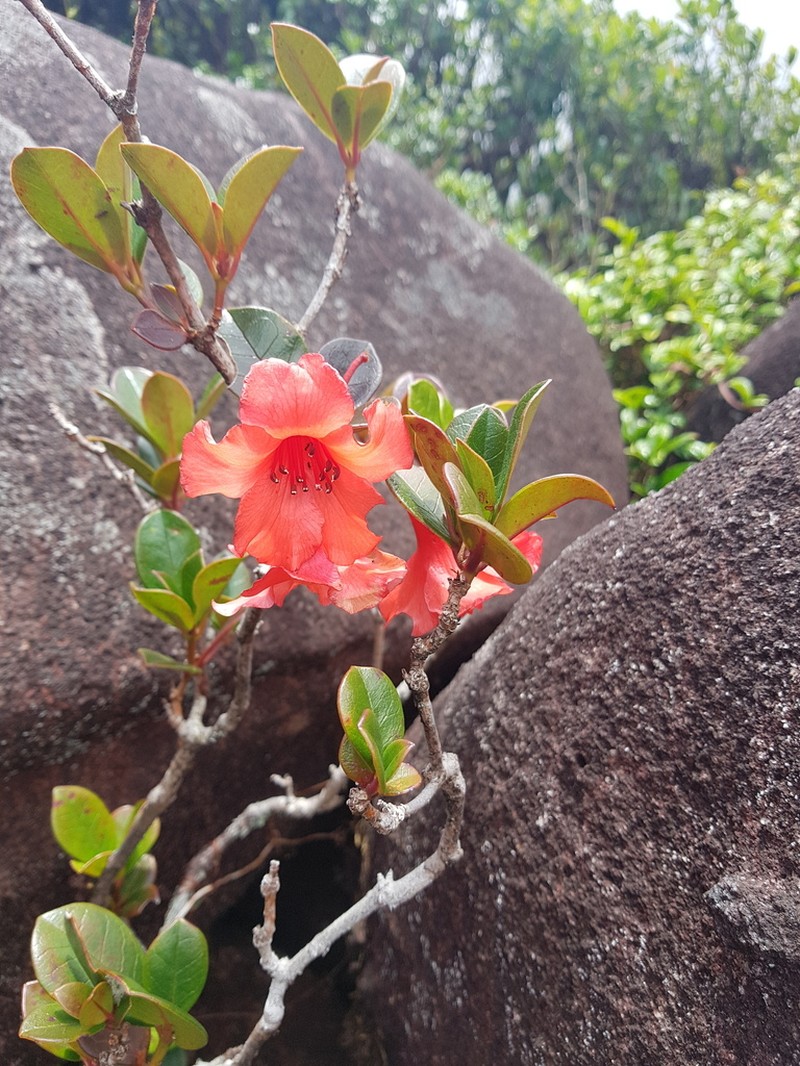 Rhododendron viriosum photo 2