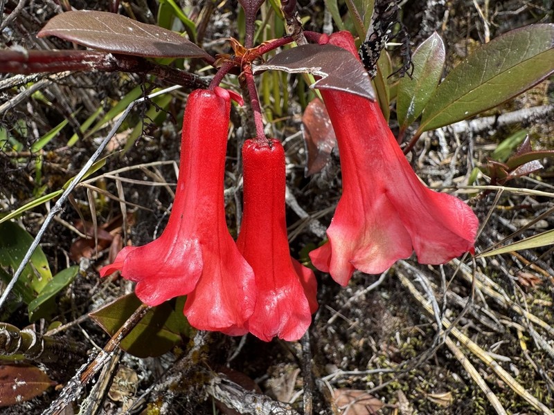 Rhododendron viriosum photo 3