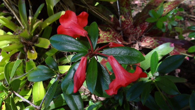 Rhododendron viriosum photo 4