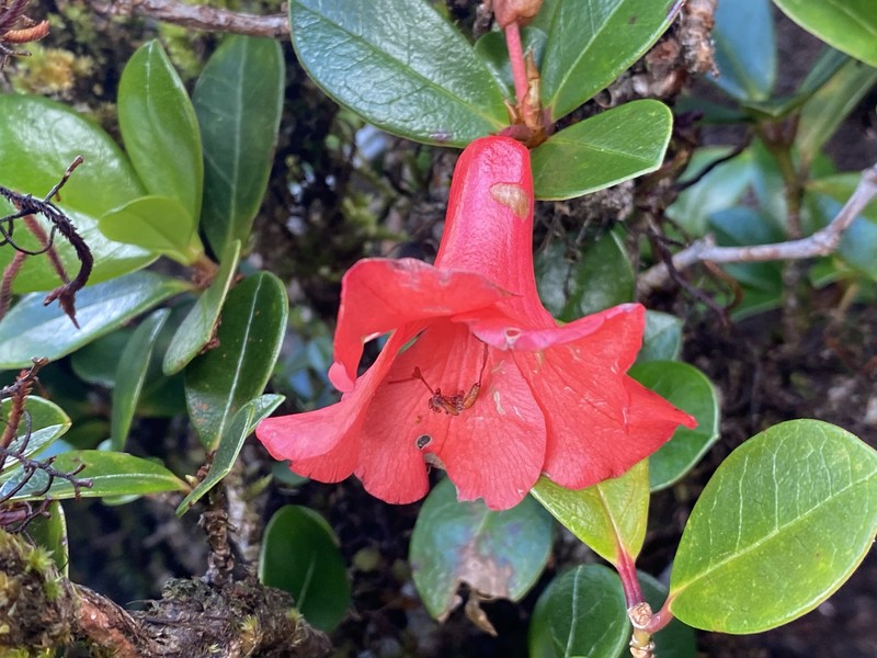 Rhododendron viriosum photo 7