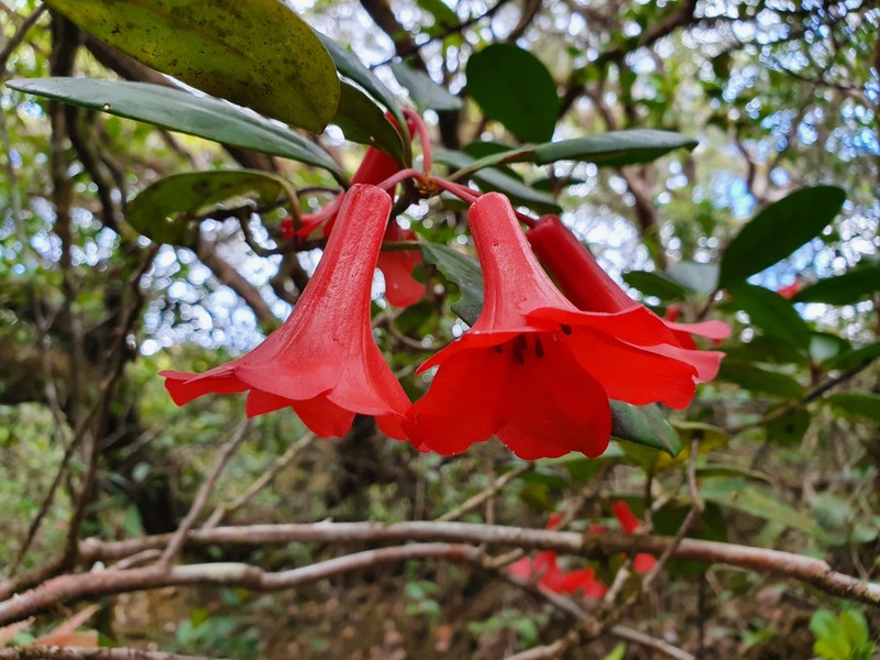 Rhododendron viriosum photo 8