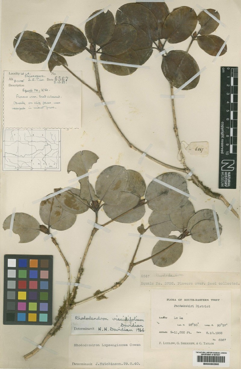 Rhododendron viscidifolium