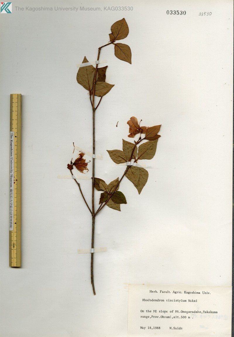 Rhododendron viscistylum