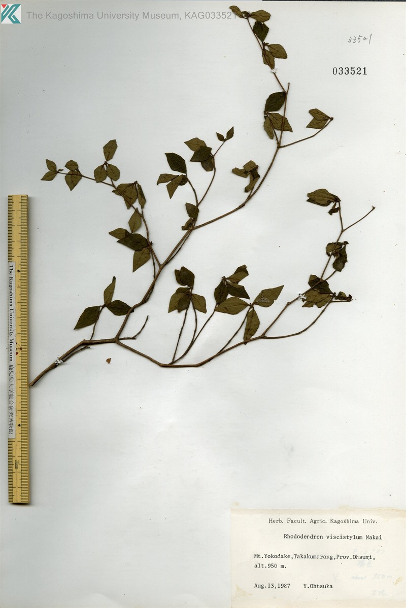 Rhododendron viscistylum photo 2