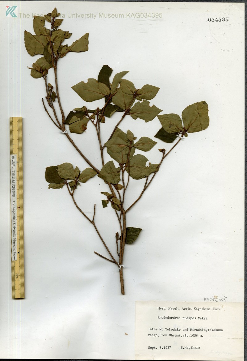 Rhododendron viscistylum photo 3